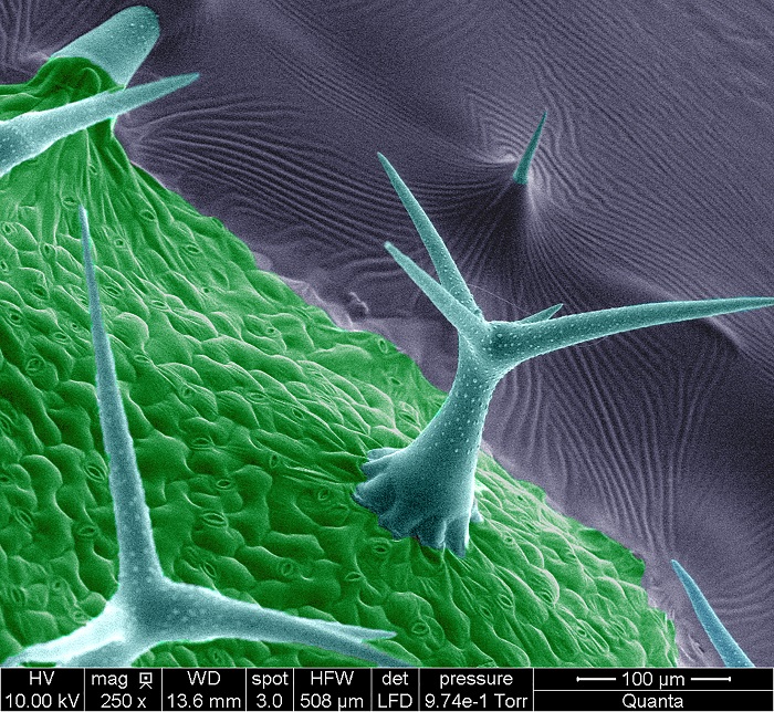 Arabidopsis-thaliana-trichome-Trevor-Rickerd Image