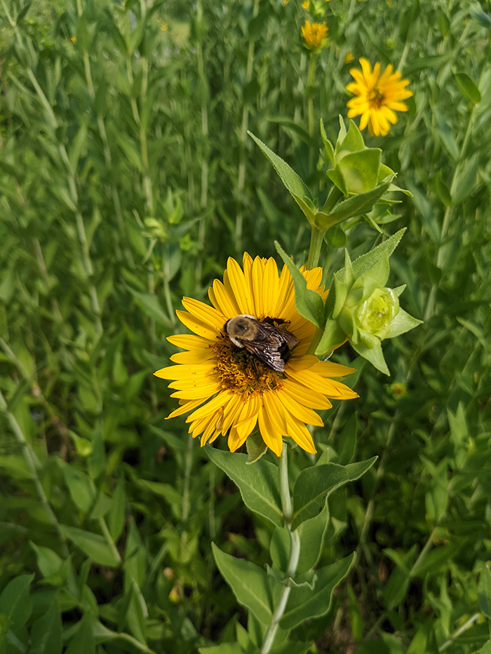 Priceless-Prairies-Madison-Steines Image