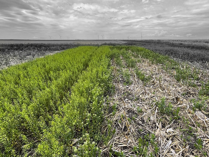 Worth-Every-Penny-Establishing-Pennycress-in-Illinois-Agriculture-Systems-Bethany-Wohrley Image