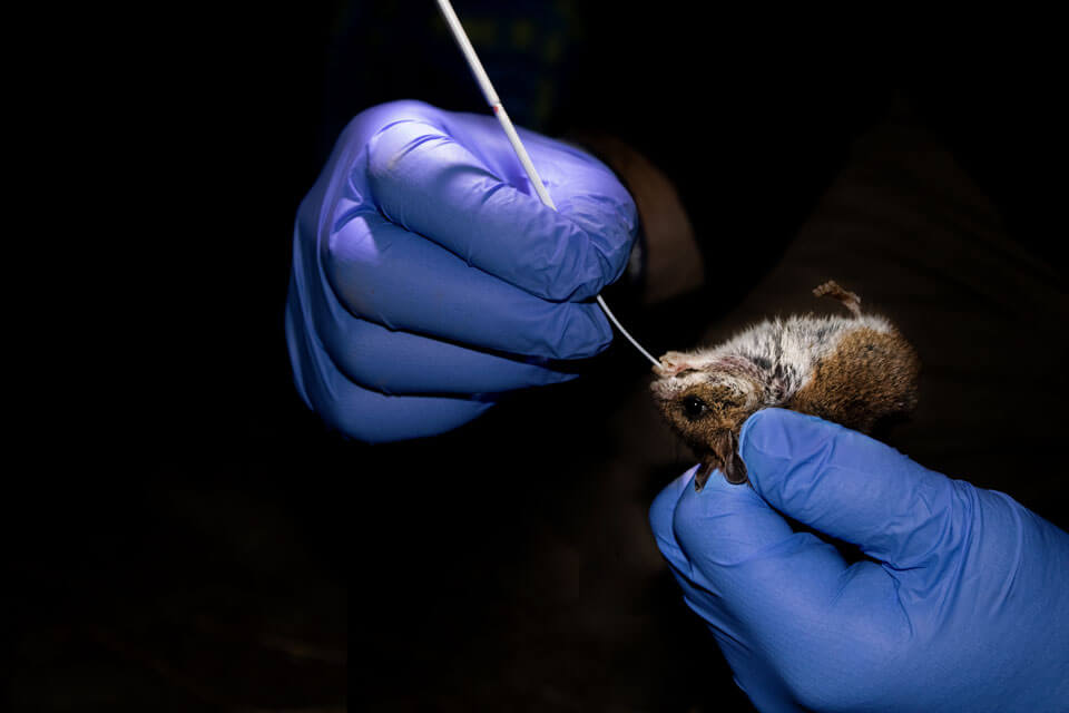 Researcher swabs the saliva of a mouse.